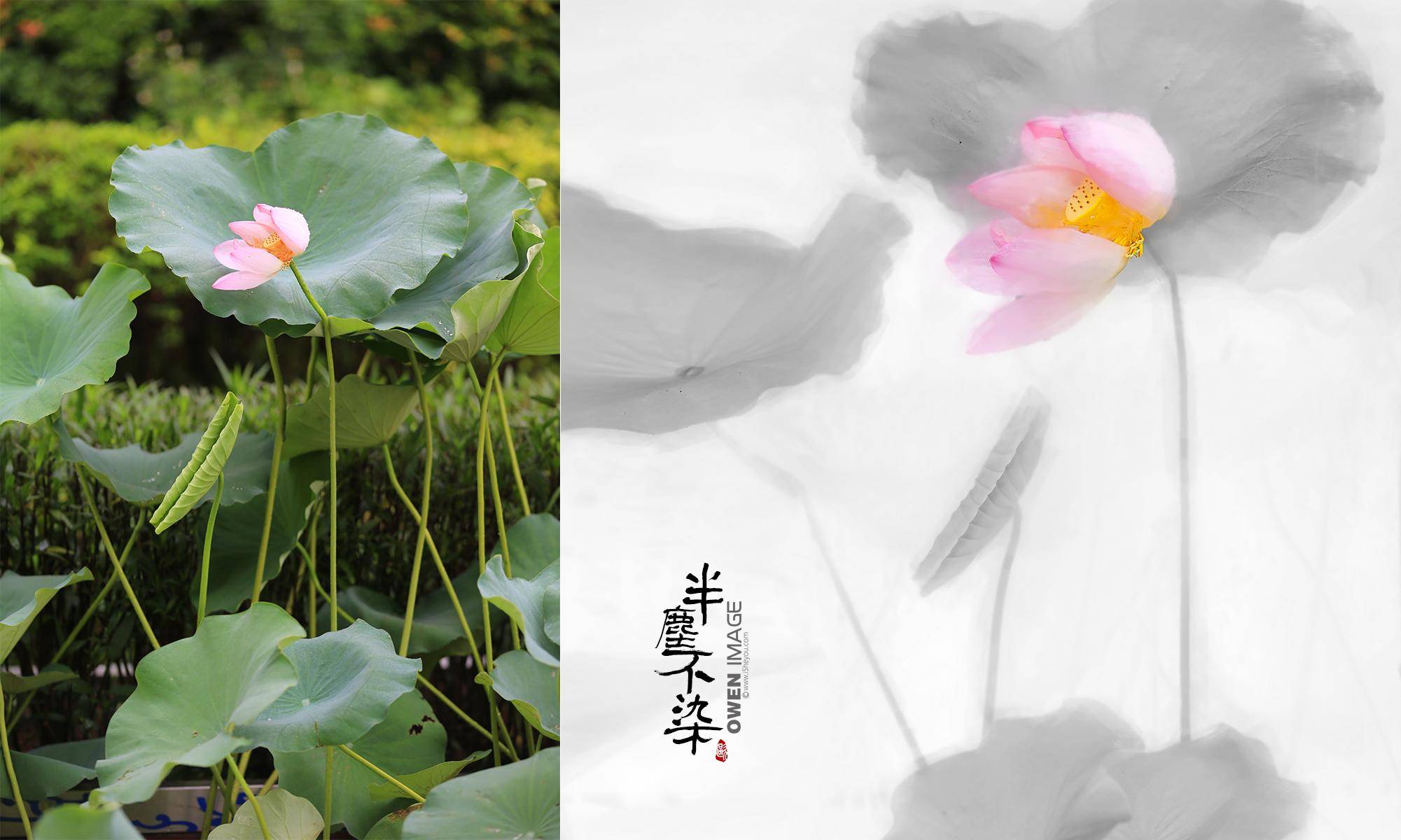 【皇冠】半尘不染画意荷花前后期思路 - i摄摄影学院