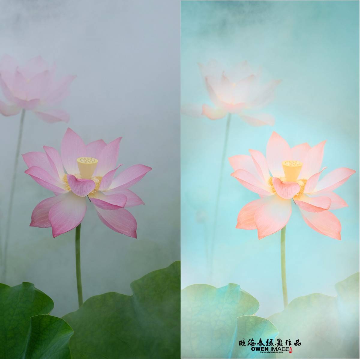 只需一个动作,就能调出完美的荷花色彩