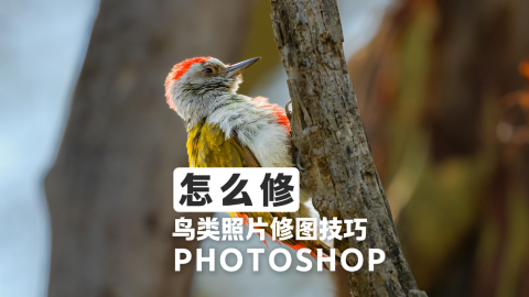 鸟类照片修图技巧