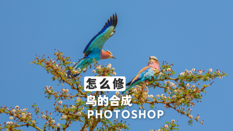 如何让鸟合成起来更加真实