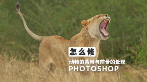 动物题材背景与前景的处理技巧