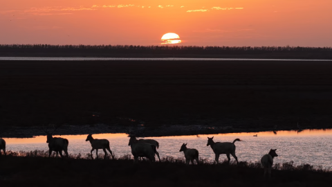 怎么剪 利用蒙版合成大大的太阳 调整太阳位置 还原高光和阴影 盐城麋鹿日出案例